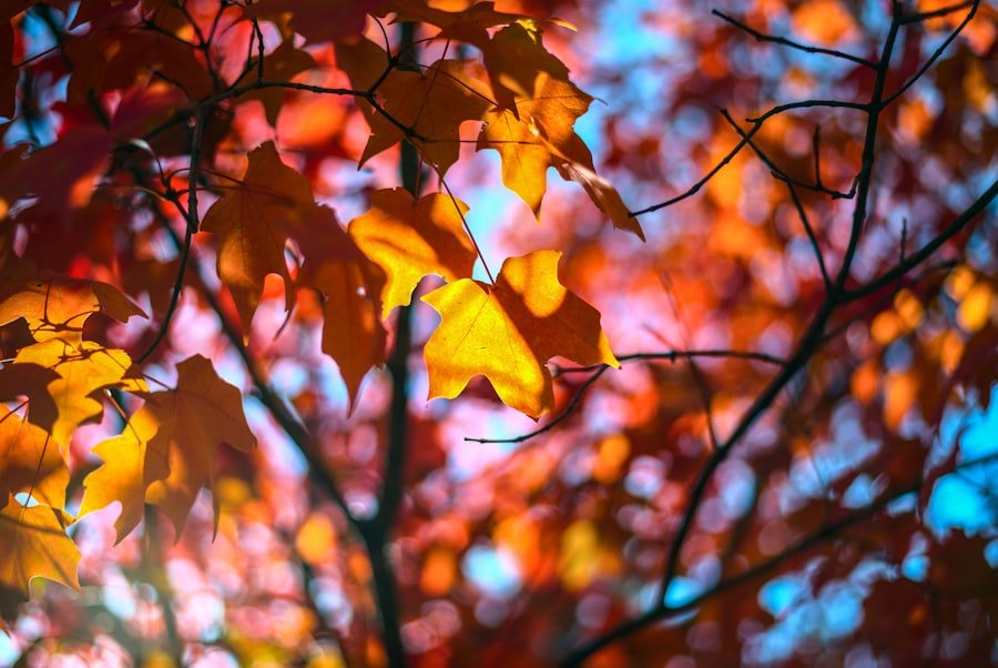 Photo moving leave
